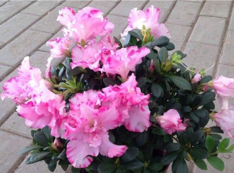 4种懒人花,随意丢盆里就能活,谁养谁喜欢