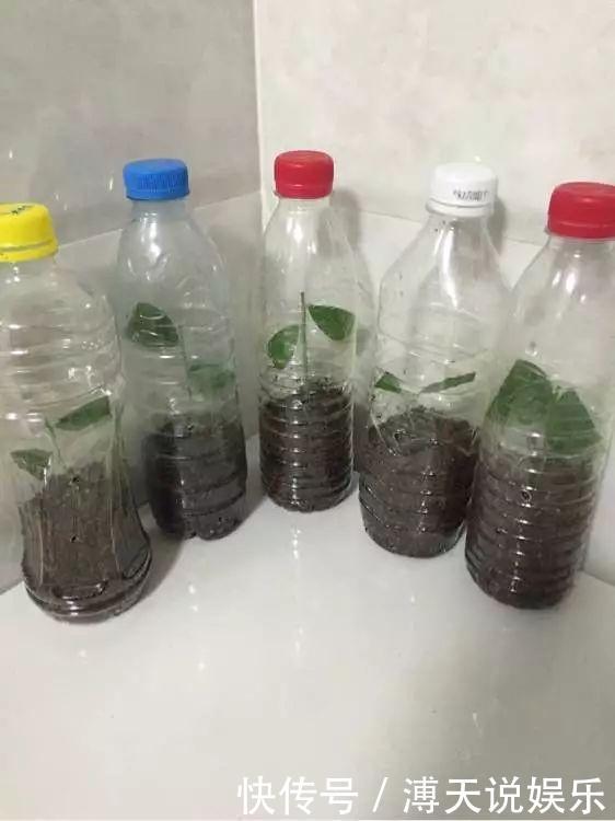 妙招|家庭养花，塑料瓶是“宝贝”，学会5个使用“小妙招”，一生受用