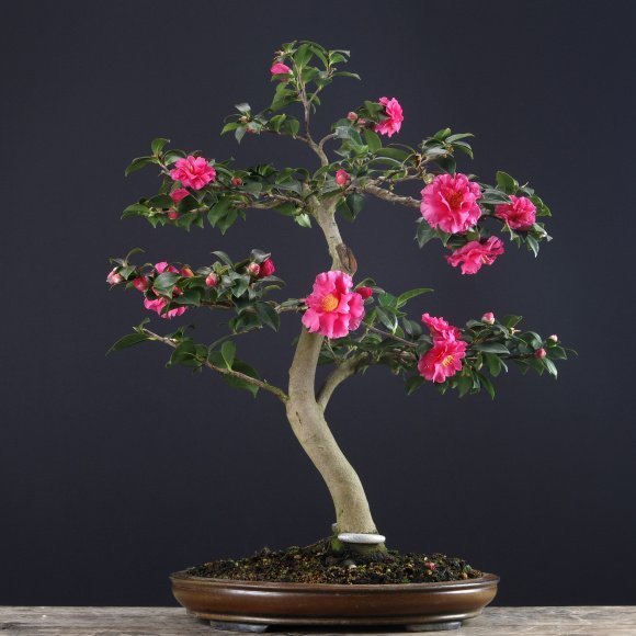 收藏|惊艳的6大盆景造型,中国植物艺术的巅峰,收藏起来