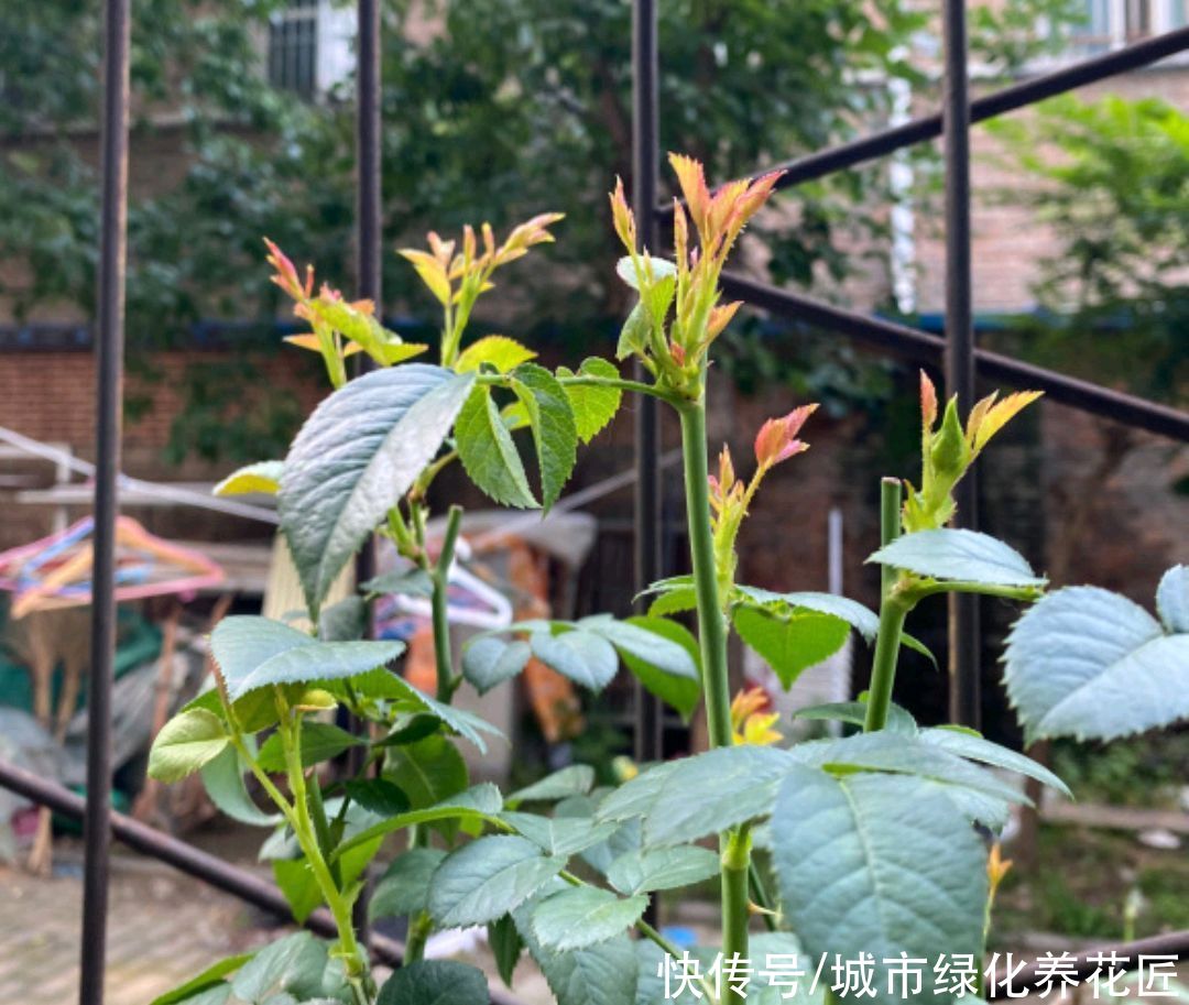 月季花|果汁月季长了3个底芽，月季的顶芽需要抹掉吗？
