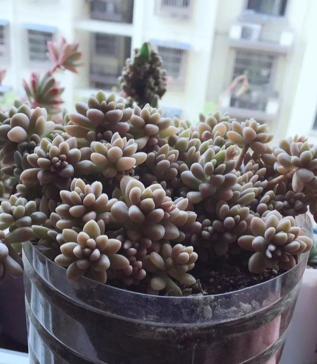 只要家里有油桶,就不用花钱买花盆!多肉种在油桶里,叶子胖嘟嘟