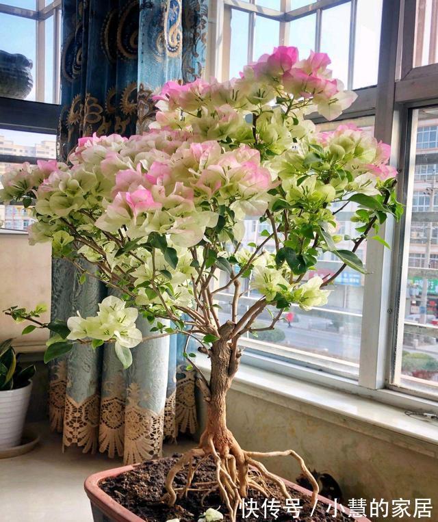 贝拉|家里有院子，建议养这5种花，高级的私家花园至少养一种