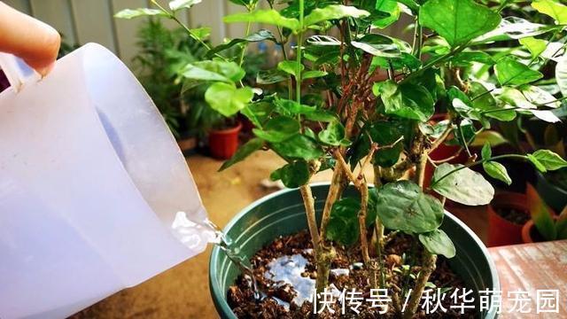 养护|想要茉莉多开花,记住“十二字”口诀,一茬一茬开香花
