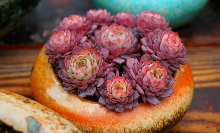 多肉盆里加点料，多肉蹭蹭长，越长越萌！