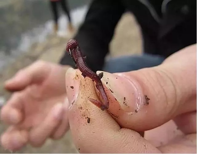 蚯蚓做饵没鱼口,这样先加工下蚯蚓,渔获暴增数十倍!