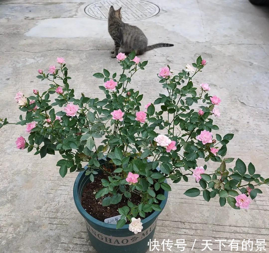 此花号称“开花机器”，居家盆栽牢记4点，开花繁殖能力特强