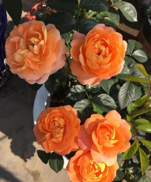 此花最适合阳台”盆栽“，只需一个小盆，开花勤快，一年开300天