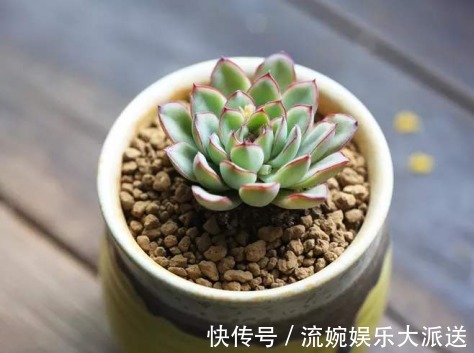 花月夜|5种颜值超高的多肉,粉粉的肉嘟嘟,最适合新手养了!