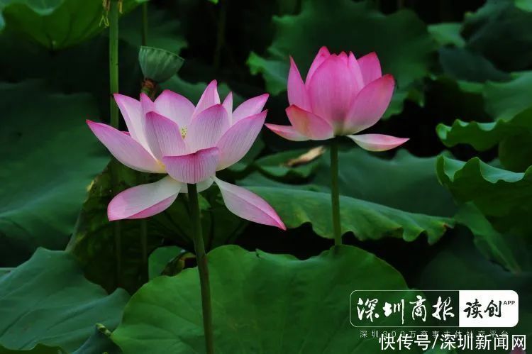 疫情|荷花、紫薇、凤凰木盛放！深圳公园端午游园攻略来了