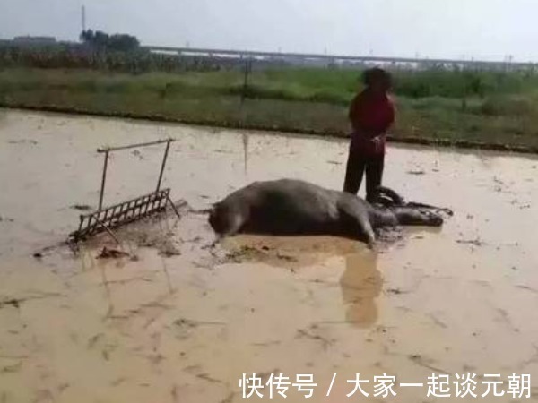 牛比$古人讲“只有累死的牛,没有耕坏的田”,究竟是个什么意思