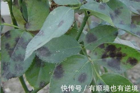 月季花杜鹃花栀子花总是养不活教你一招，连开3个月！