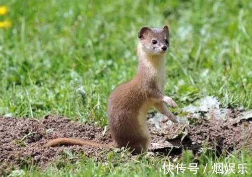 老人们&为何长辈都说黄鼠狼不能杀科学研究表明,原来真的不能杀