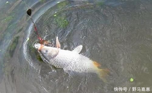野钓|夏季大鱼难给口,错了因为调钓的灵钝,在一开始就有了误差