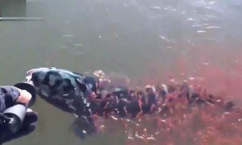 潸然泪下|男子钓鱼时钓到一条大鱼，鱼漏出水面的时候一面让人潸然泪下！