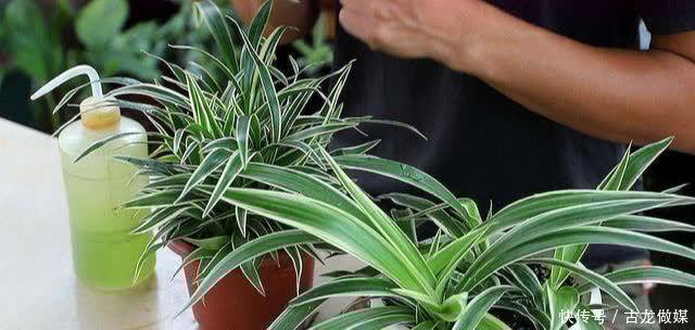 根系|养花要谨记,5种情况下,不能乱施肥,浇一盆枯萎一盆