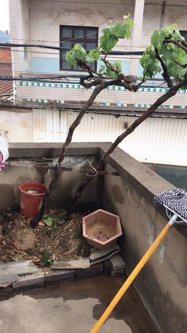 葡萄无花果插在塑料瓶里，2周生根，成活率高，1株变10株！