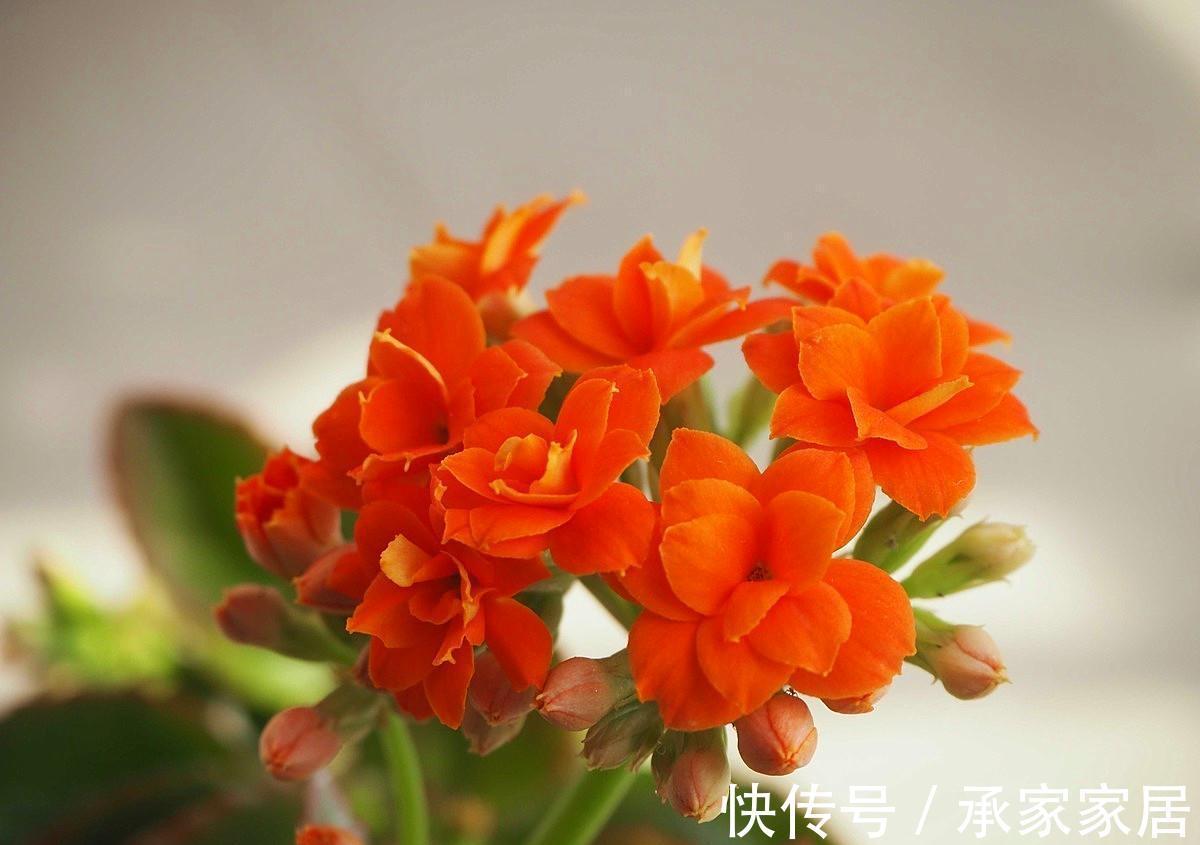 长寿花为什么不开花,原因有2点,做好一光一肥花苞噗噗长