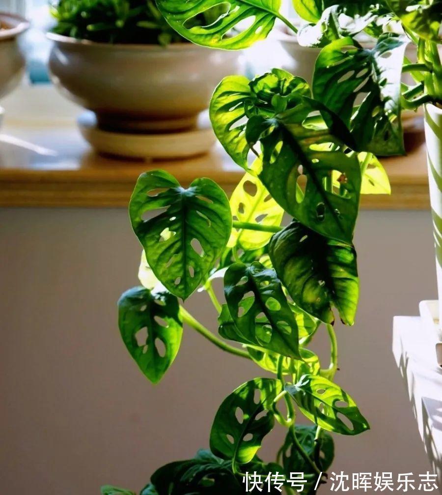 非洲堇|这花送人,只用送一片叶子,插土就活不心疼!