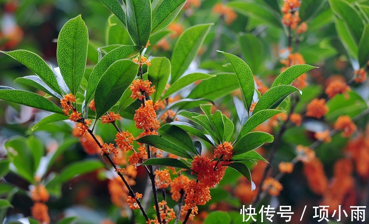 桂花|3种富贵花寓意花开富贵,养在家里,不但漂亮,还贵气十足