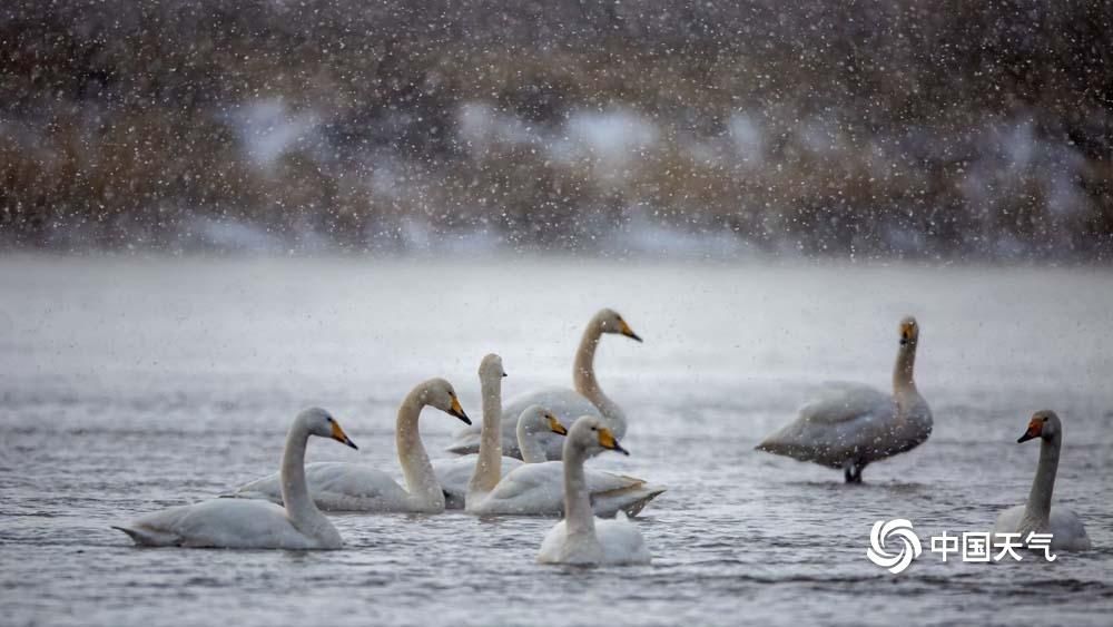  雪中秀|仙气足！甘肃黑河天鹅雪中秀身姿