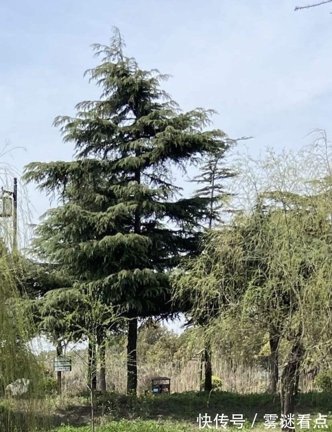 水杉|路边的这几种松柏,明明很常见,却又分不清!