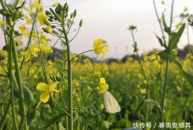 老年|初春的南方己是花花的世界了，春意盎然看美成啥样了？