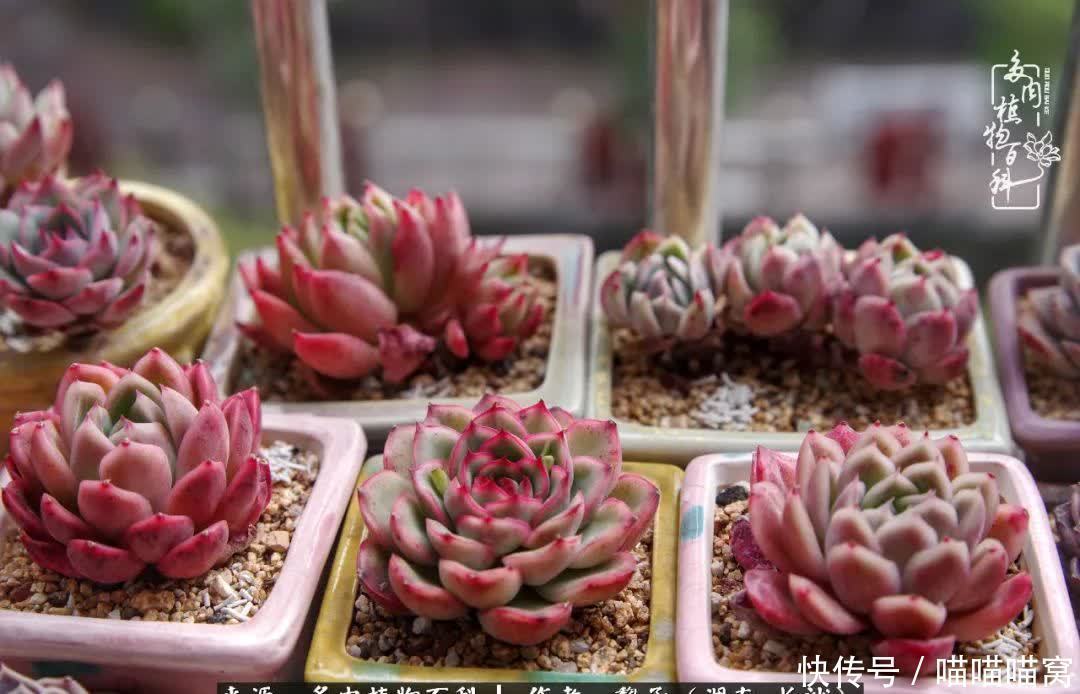 最温暖不过人间烟火,来自逆挂区的多肉!