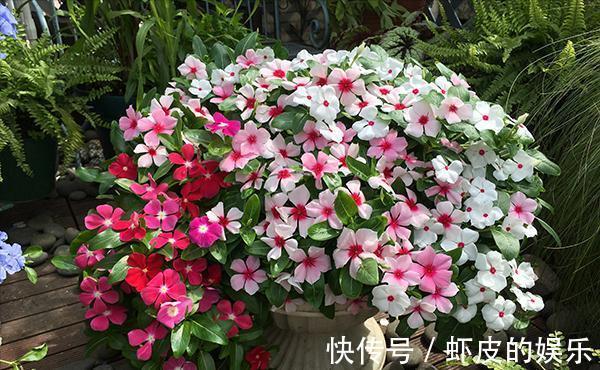 7种“勤快花”,就是“花机器”,365天开不败,从来不嫌累