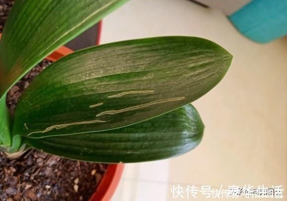 养护|君子兰叶子开裂,出现黄斑,平常养护需注意,不要碰它的叶子