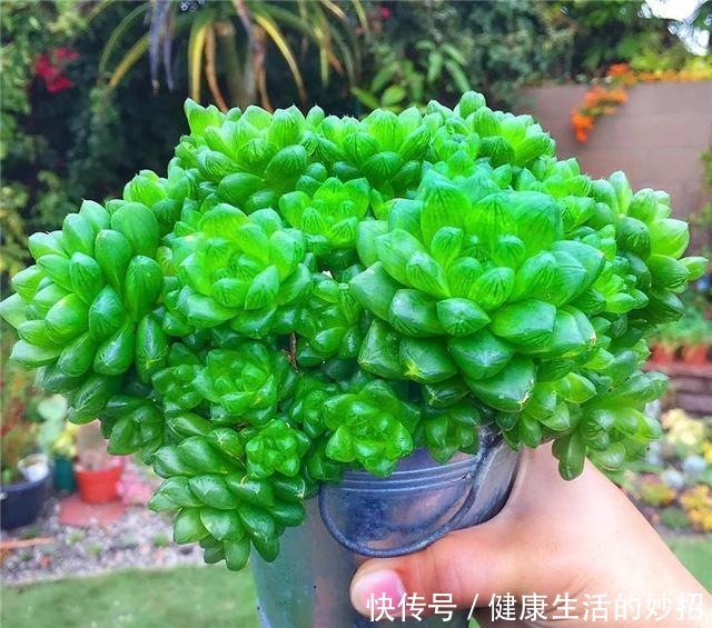 多肉玉露有4怕,塑料瓶扣3天,臭毛病全消失,美的像水晶!