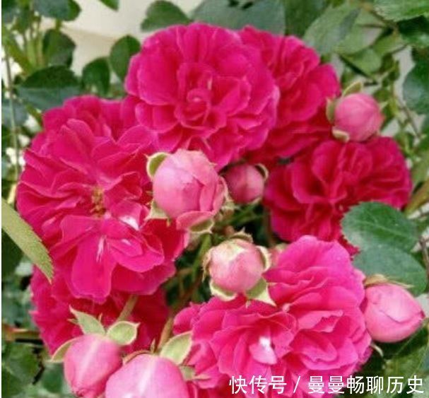 花草|家里养此款花卉，便宜又好养，堪称是开花机器，养在阳台极美