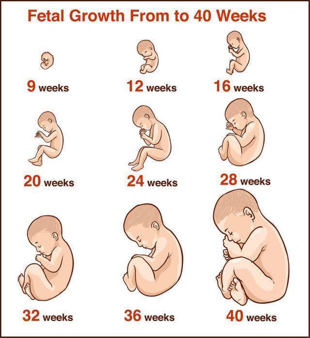 节食减肥|这两个月是胎儿发育猛涨期,孕妇“三做两不做”,胎儿聪明又健康