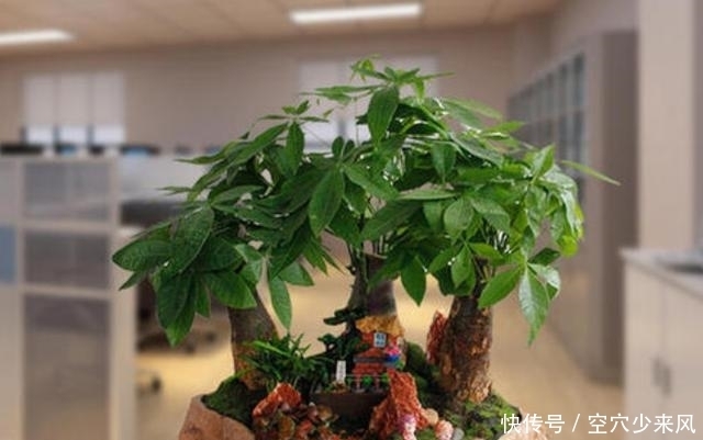 室内|发财树养护3要点,缺一不可,1个做不好,室内都难养好发财树
