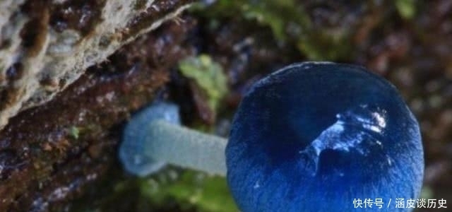 测出|心理学家:3朵蘑菇你认为哪一朵蘑菇有毒?测出你潜意识最害怕什么,准