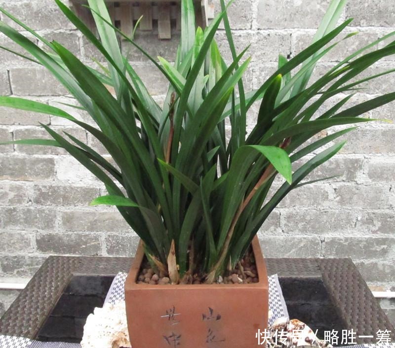 如何养护墨兰花吗快来学习一些墨兰的养护技巧吧!