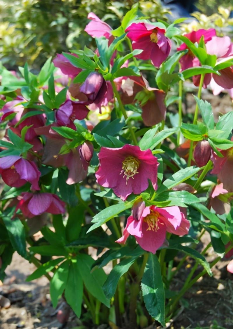 盘点小众年宵花,这6种很少有人知道,你家里养过吗?