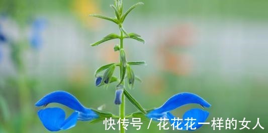 桃花运|10月人缘很旺，会招来桃花运，容易成功脱单的四个星座