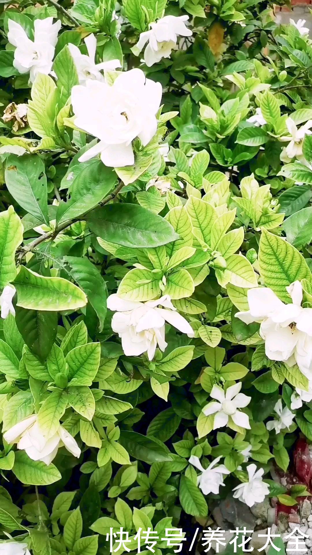 赤玉土|常见植物的配土方式，记住了不吃亏，植物越长越壮