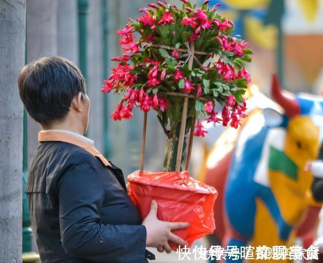 发黄|腊月不可错过的5种富贵花，随便养一盆，富贵上门来