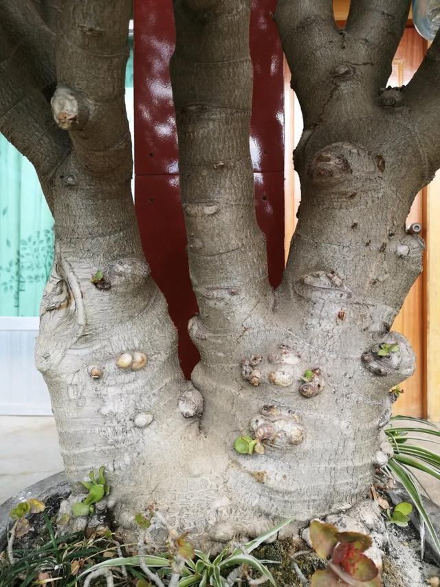 叶子|嫌花长的丑,趁现在砍头,满盆都是新叶子!