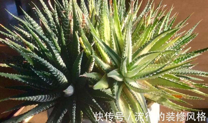 花盆|养条纹十二卷，打理好3点就不出状况，适合新人入坑练手