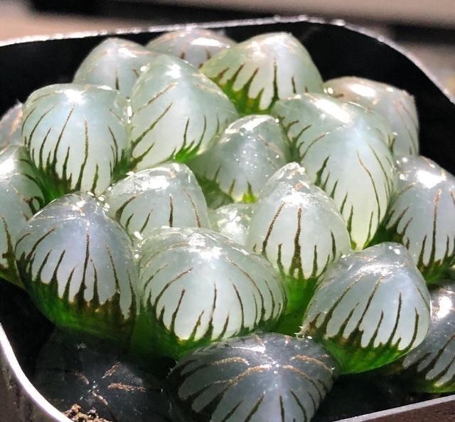 多肉都|养玉露,一定要满足水分,大水浇灌,叶子更通透,颜值更高