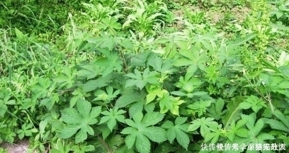 拉拉秧|农村一种野草俗称“拉拉秧”,人见人烦,殊不知它的药用价值很高