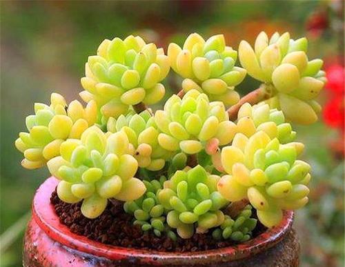 开春多肉出现3个迹象，及时做这件事，生长迅速养成肉墩子！