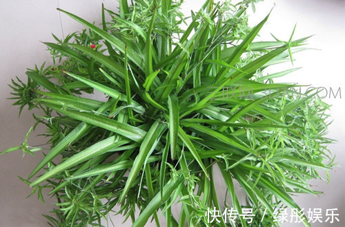 家里和办公室基本上都有的吊兰，你了解多少，真的会养吗