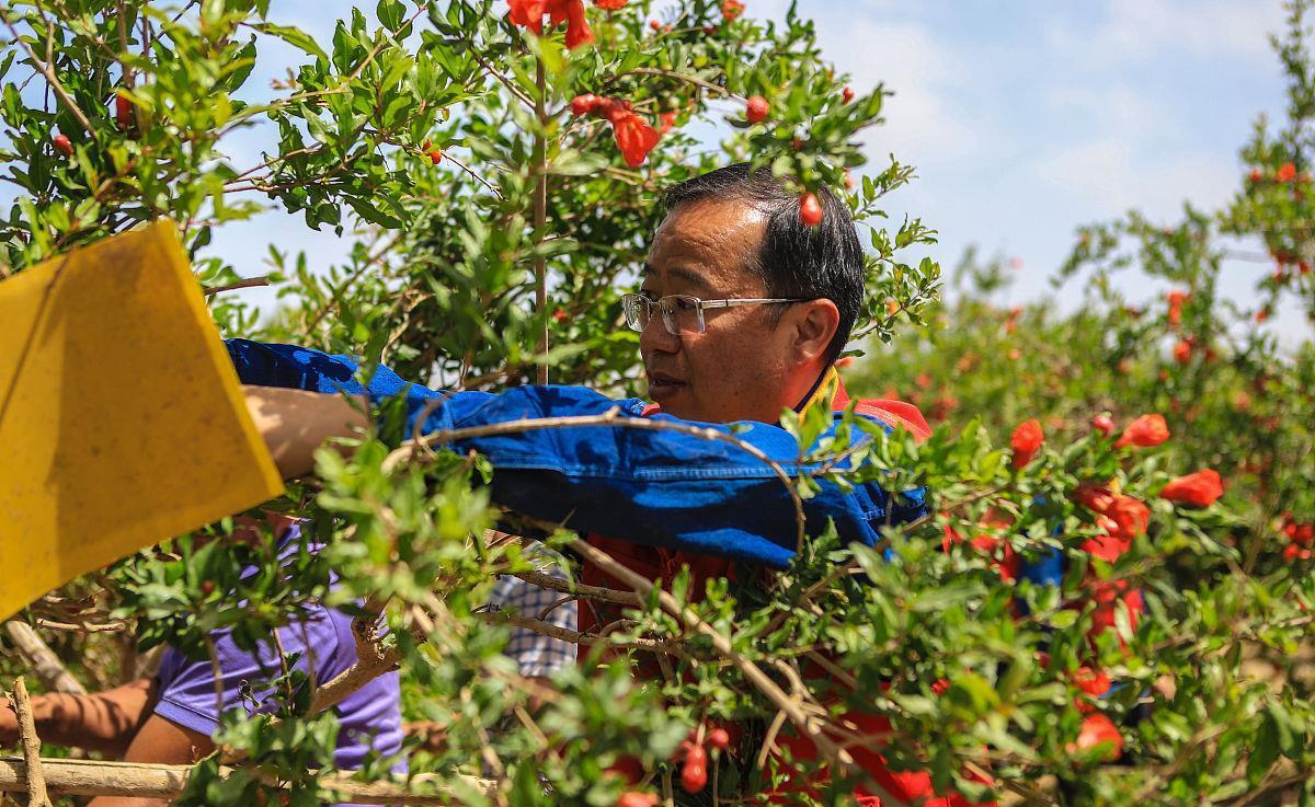 石榴|石榴树如何修剪？掌握4点方法，株型漂亮结果多