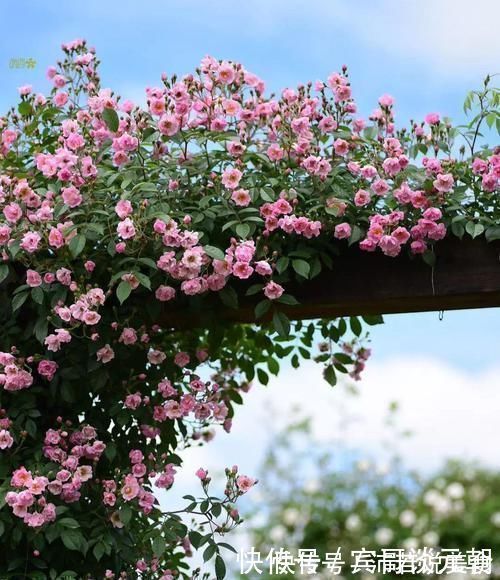 郁金香|7个绝美花园,个个美炸了天,等有钱了我也要建一个