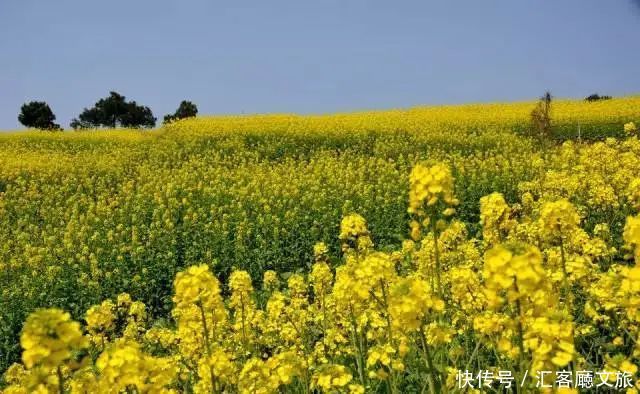 赏花|罗平赏花攻略，万亩油菜花开成海