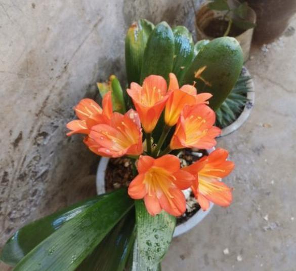 给君子兰换盆，选个靠谱的“时间段”，不烂根服盆快，蹭蹭冒新叶