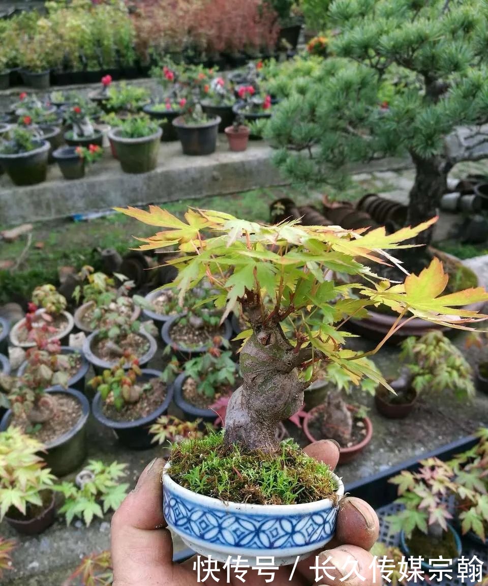 用普通花草树木来“练手”,经蟠扎,立马显现盆景造型的魅力!